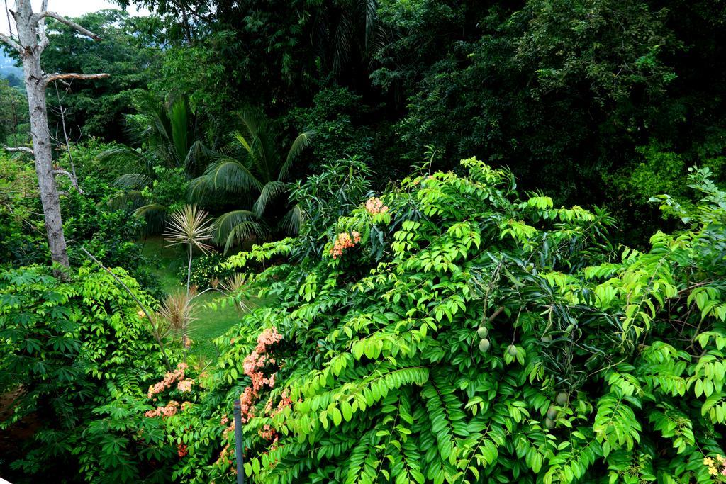 Nivahana Homestay Kandy Bagian luar foto
